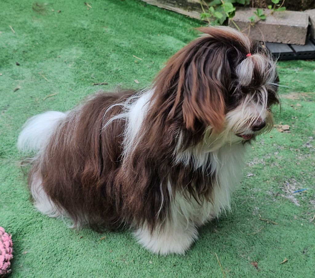 Publication : de la vallée du rêve Auteur : Mirkes Mylène