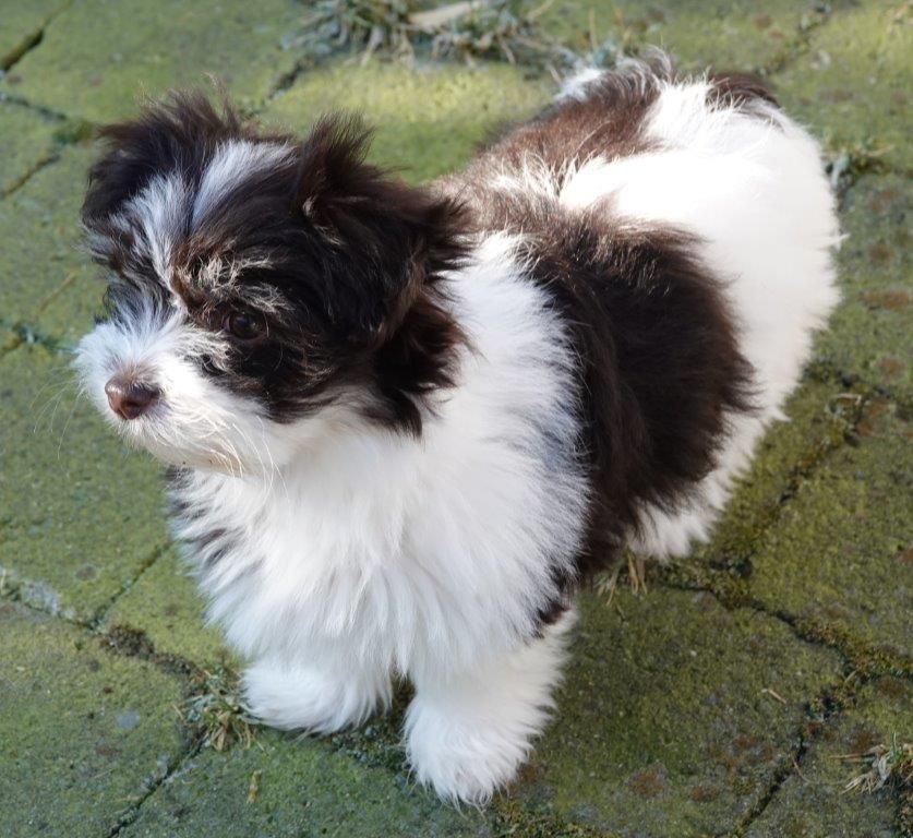 Publication : de la vallée du rêve Auteur : Mirkes Mylène