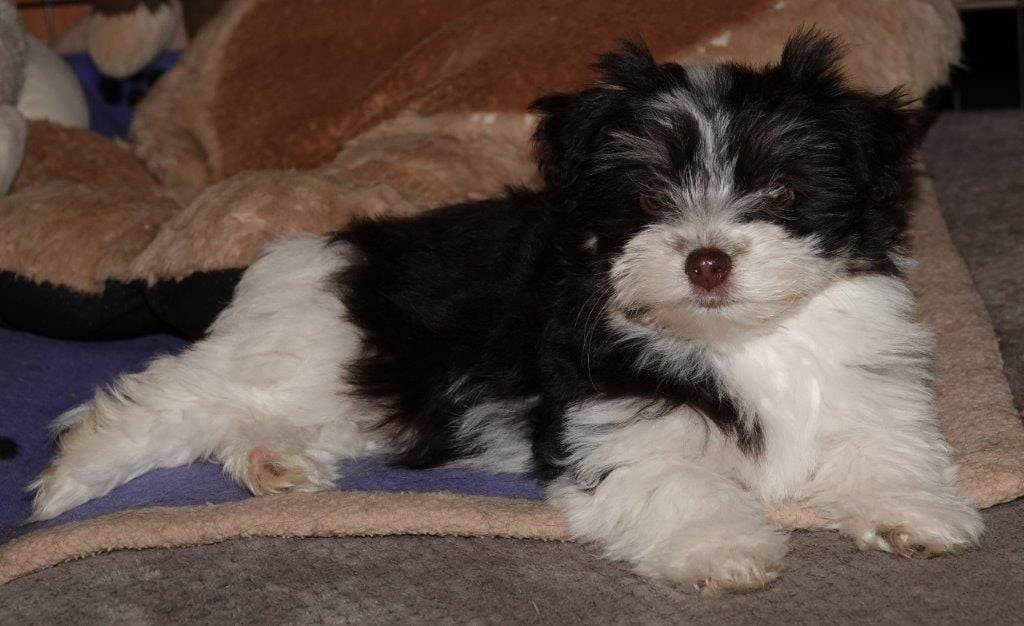 Publication : de la vallée du rêve Auteur : Mirkes Mylène