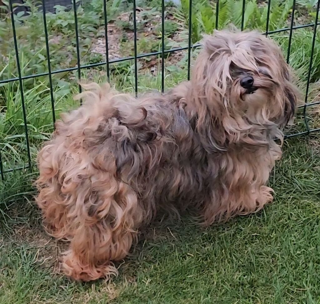 Unlimited saga lynn de la vallée du rêve