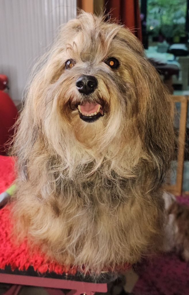 Unlimited saga lynn de la vallée du rêve