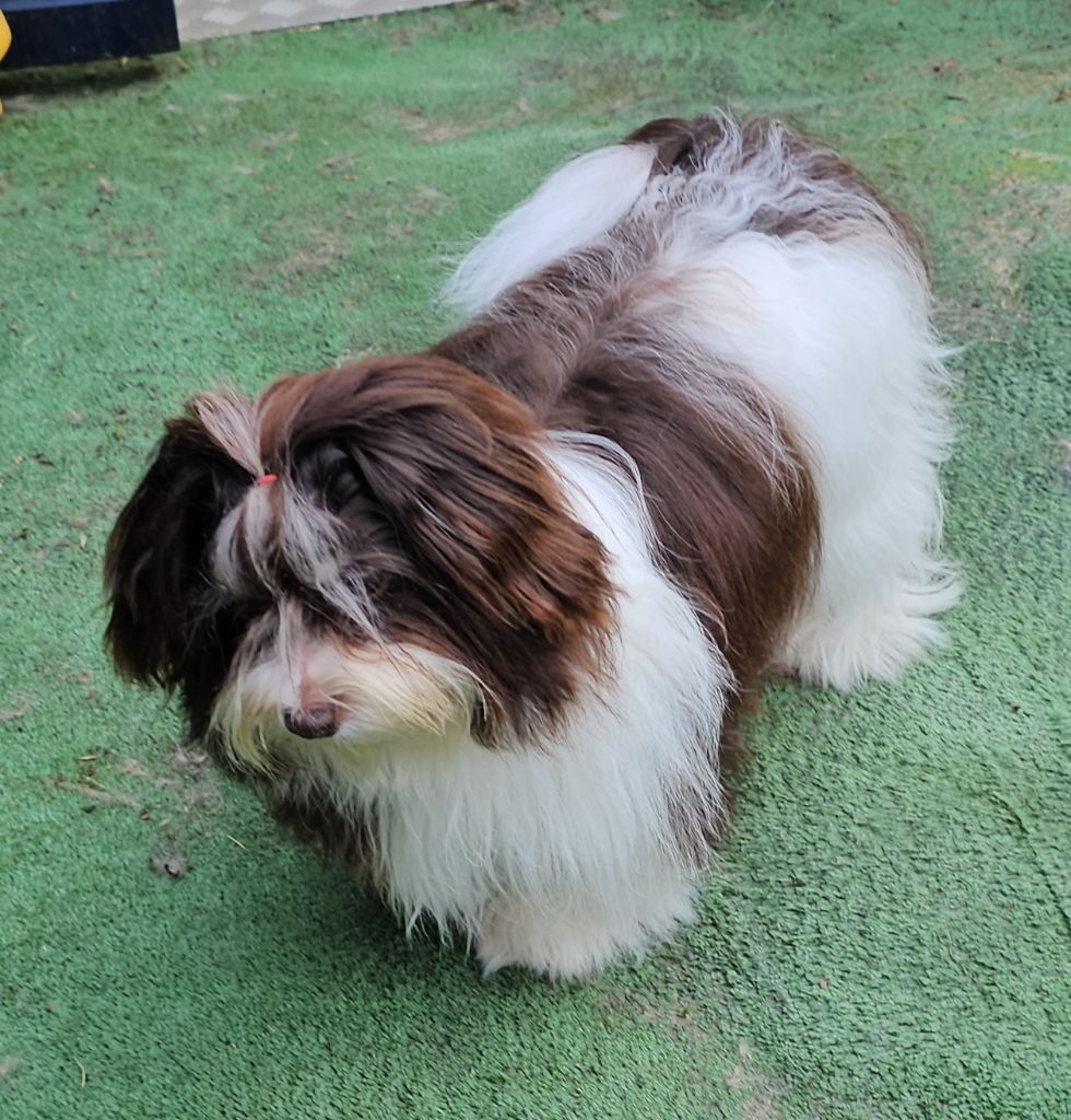 Publication : de la vallée du rêve Auteur : Mirkes Mylène