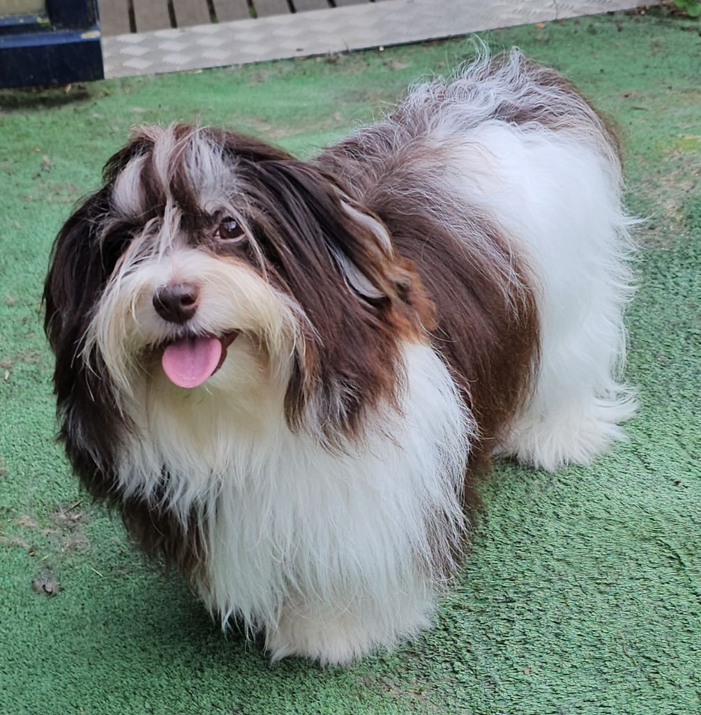 Publication : de la vallée du rêve Auteur : Mirkes Mylène