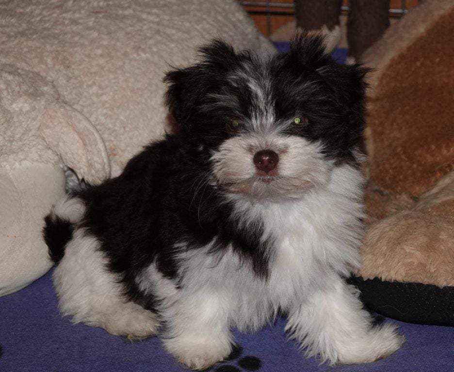 Publication : de la vallée du rêve Auteur : Mirkes Mylène