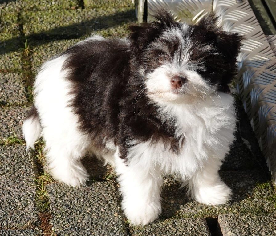 Publication : de la vallée du rêve Auteur : Mirkes Mylène