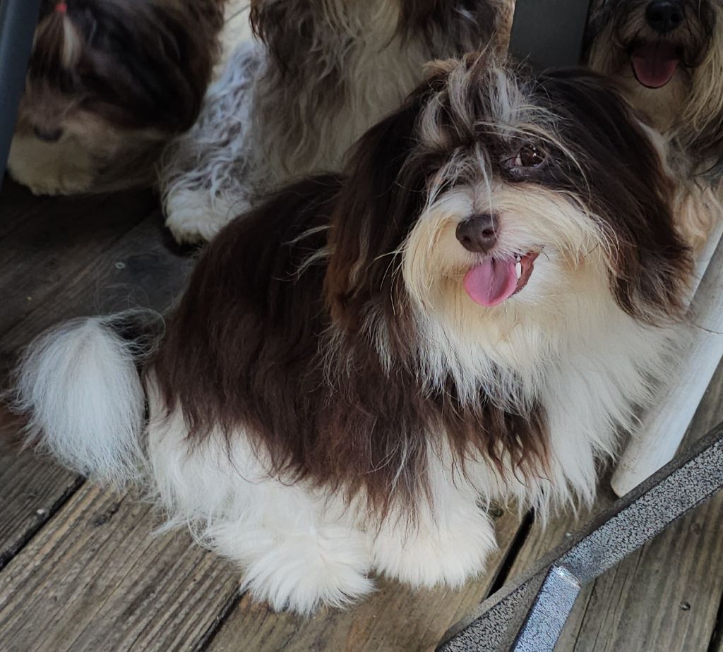 Publication : de la vallée du rêve Auteur : Mirkes Mylène