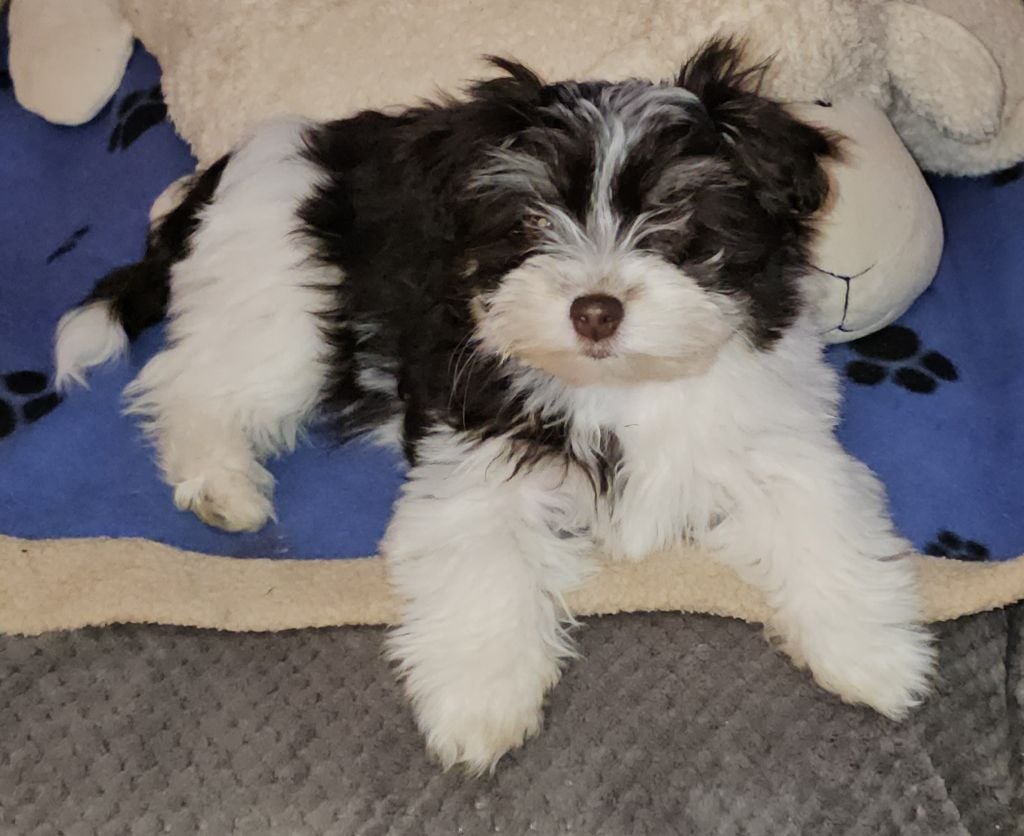 Publication : de la vallée du rêve Auteur : Mirkes Mylène