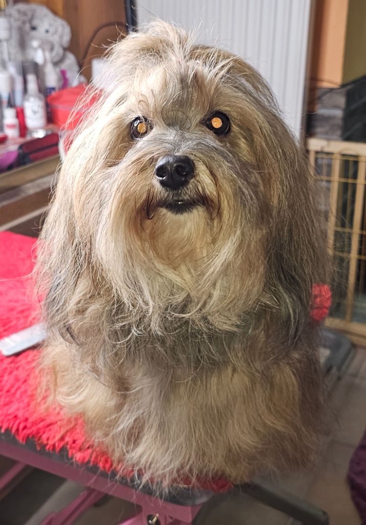 Unlimited saga lynn de la vallée du rêve