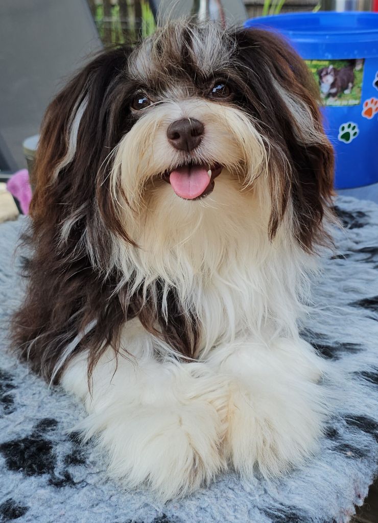 Publication : de la vallée du rêve Auteur : Mirkes Mylène