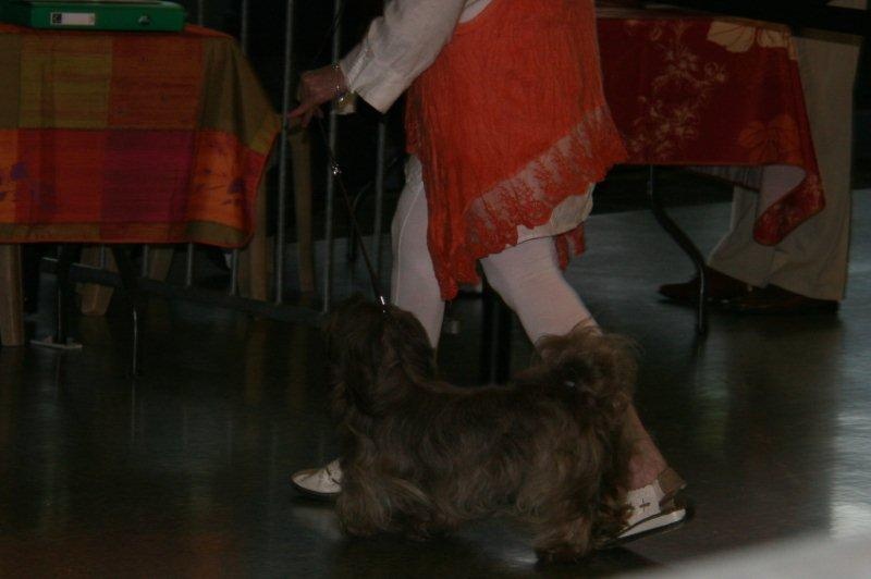 CH. Joly'jaimee de la vallée du rêve - 1 excellent CAC - CACIB