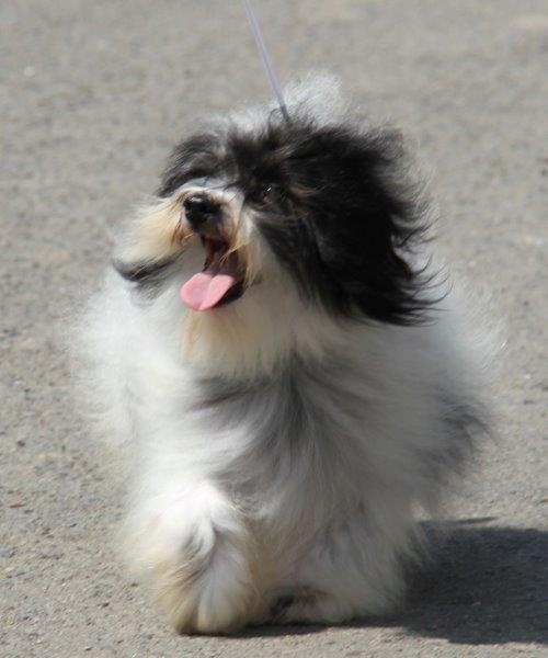 Galilée Du printemps des olivets - Admission d'élevage