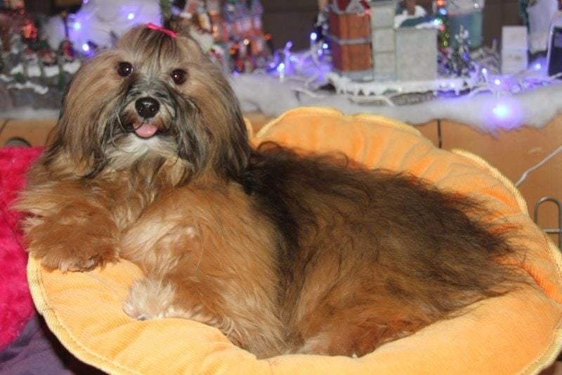 Colleen my love star of havanna - 1 Excellent classe ouverte