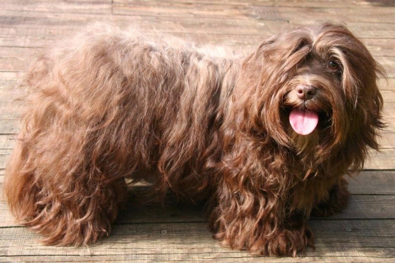 Kalooha de la vallée du rêve - 2 Excellent et admission d'élevage