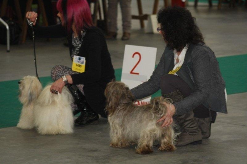 CH. Joly'jaimee de la vallée du rêve - Excellent 2 R.CAC - R.CACIB