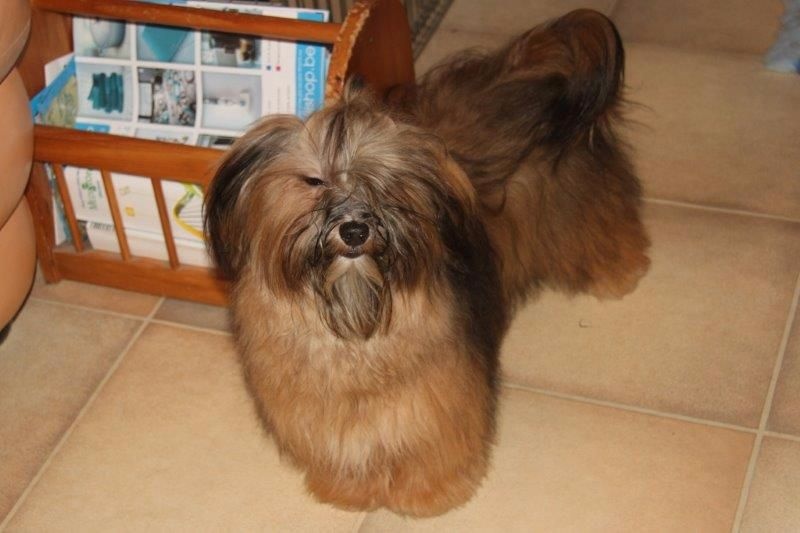 Colleen my love star of havanna - 2 Tres Prometteur classe puppy