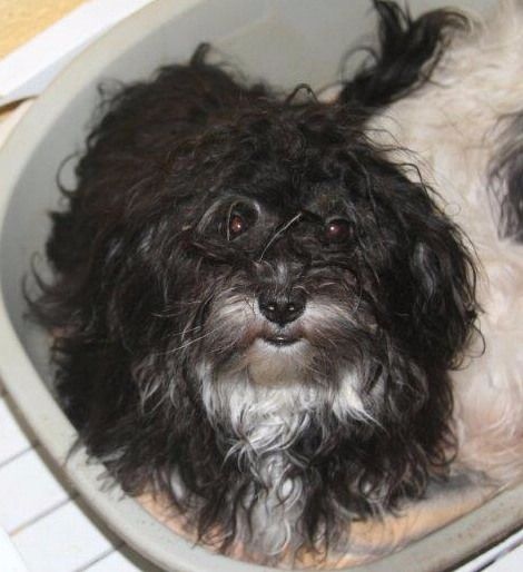 Nawelle del valle del sueño - 3 Excellent et admission d'élevage