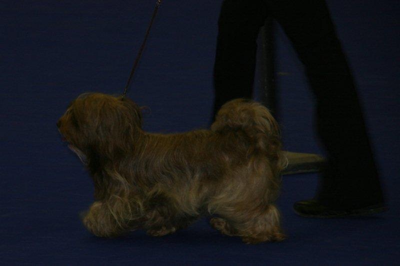 CH. Joly'jaimee de la vallée du rêve - 1 TB