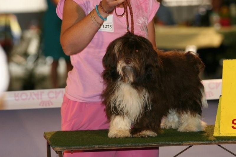 Elroy sous el-pajaro-de-fuego de la Tour de Senlis - Très prometteur Best Puppy