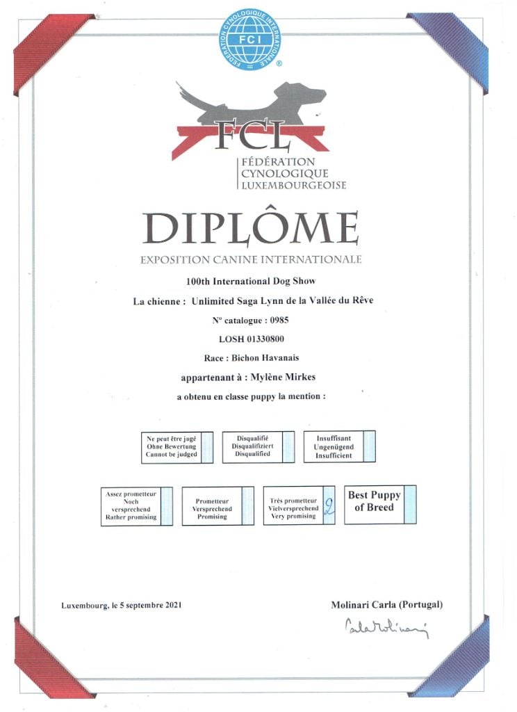 Unlimited saga lynn de la vallée du rêve - 2 Très prometteur