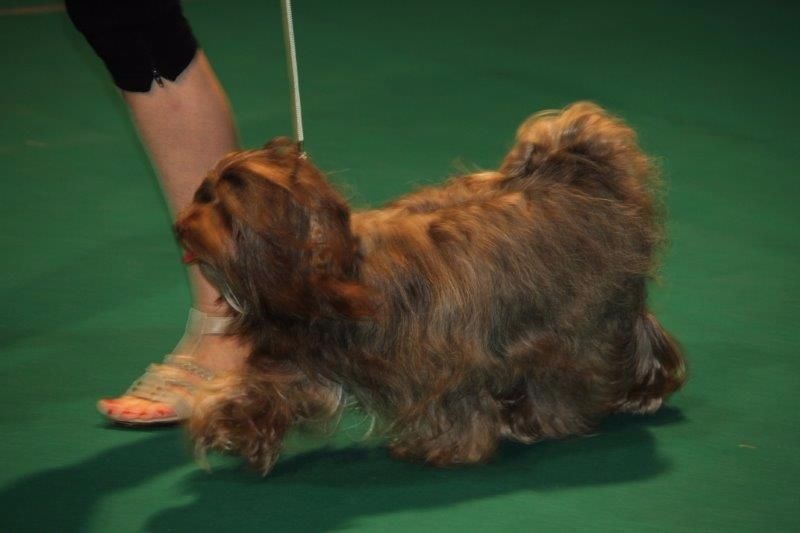 Kalooha de la vallée du rêve - TB