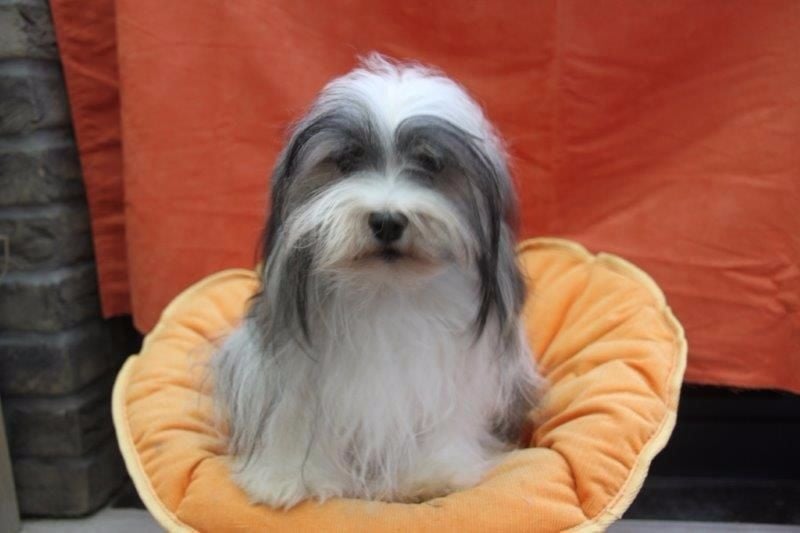 Madison valle dei sogni - 1 TB classe intermédiaire et admission d'élevage