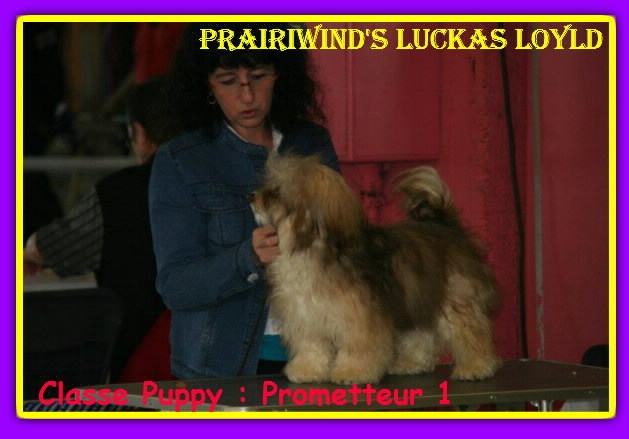 prairiwind's Lucka's loyld - 1 prometteur