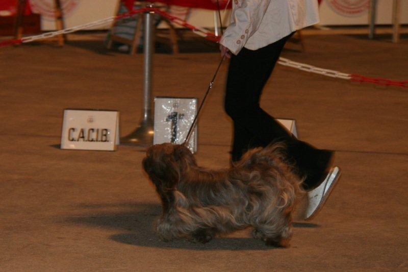 CH. Joly'jaimee de la vallée du rêve - 1 excellent