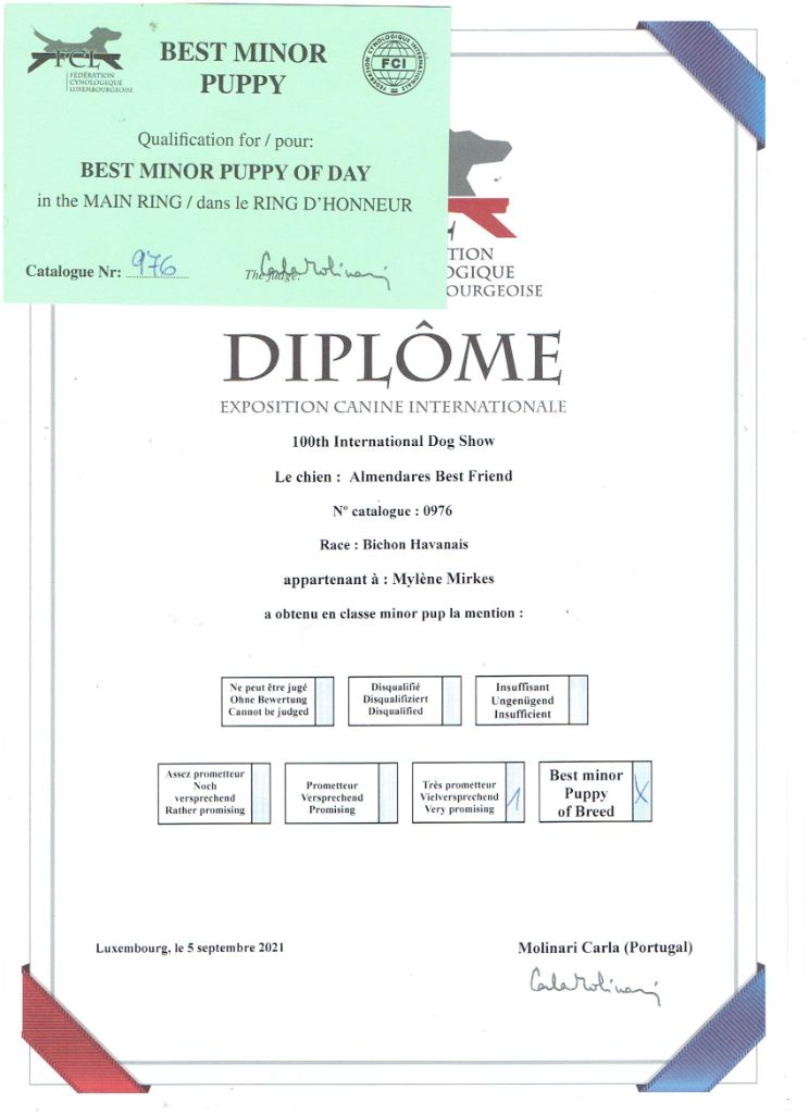 almendares Best friend dit aston - Best Minor Puppy 1 Très prometteur