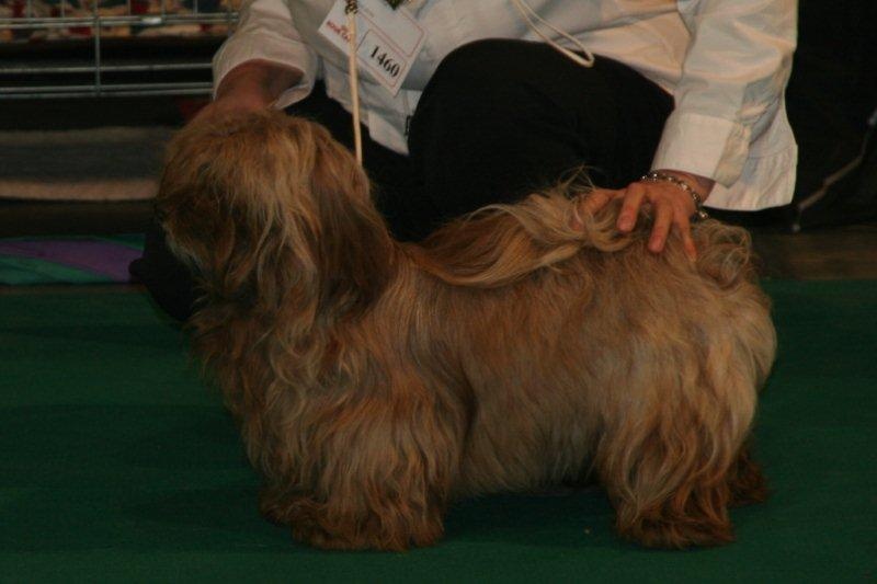 CH. Joly'jaimee de la vallée du rêve - Excellent 1 Meilleur Jeune