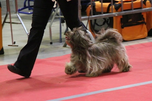 CH. Joly'jaimee de la vallée du rêve - 1 excellent CACL Championne du Luxembourg