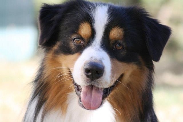 Publication : Of West Mystery Auteur : Of West Mystery