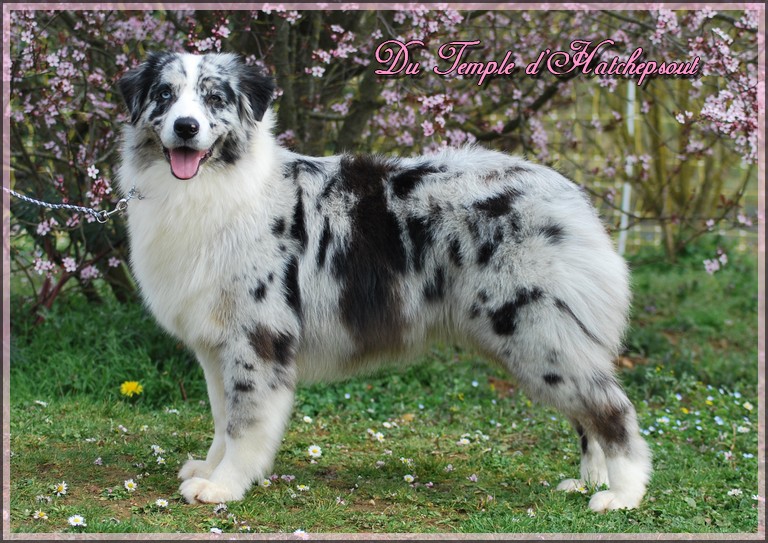 Hall of prophecies Of West Mystery