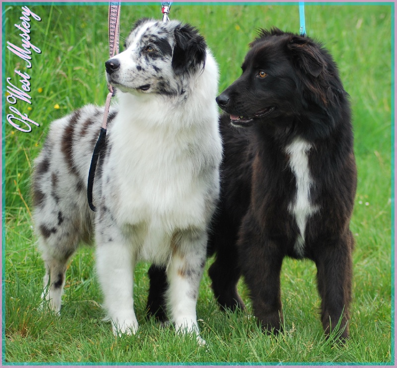 Hogwarts castle dite hestia Of West Mystery