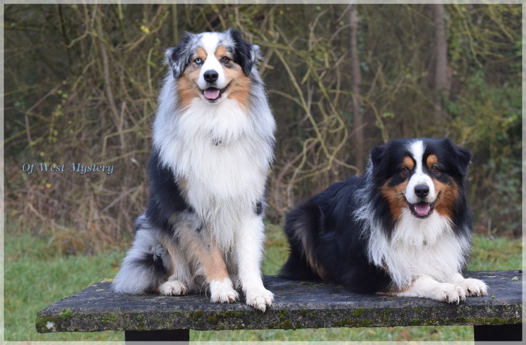 Publication : Of West Mystery Auteur : Of West Mystery