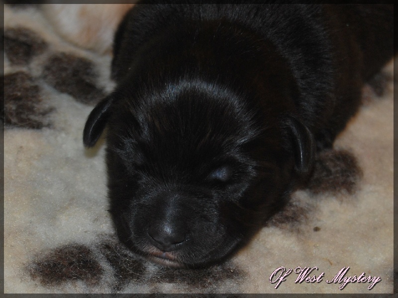 Hogwarts castle dite hestia Of West Mystery