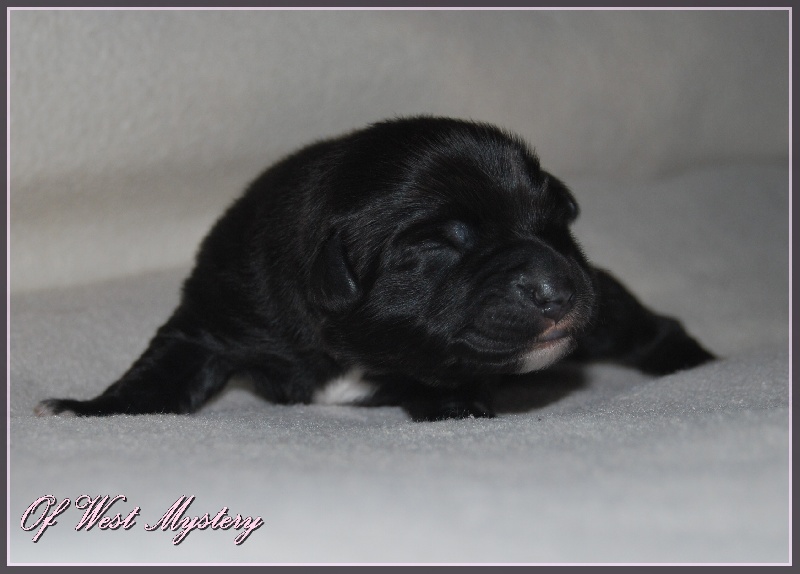 Hogwarts castle dite hestia Of West Mystery