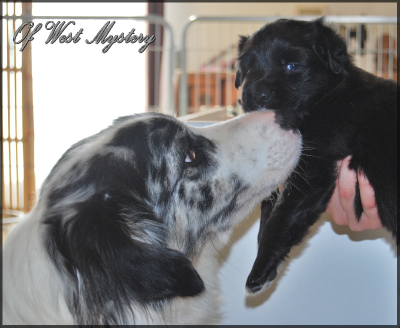 Hogwarts castle dite hestia Of West Mystery