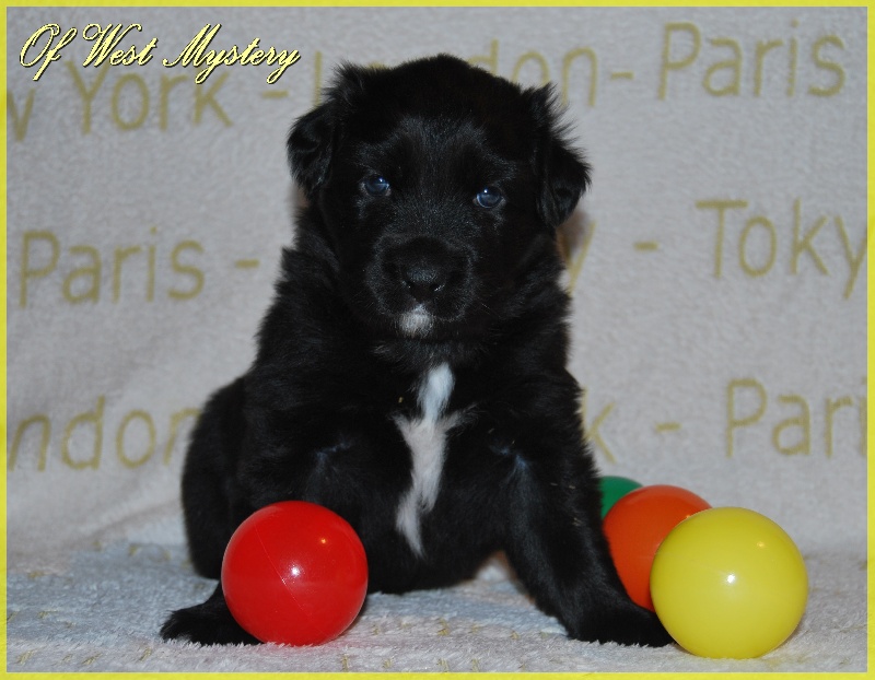 Hogwarts castle dite hestia Of West Mystery