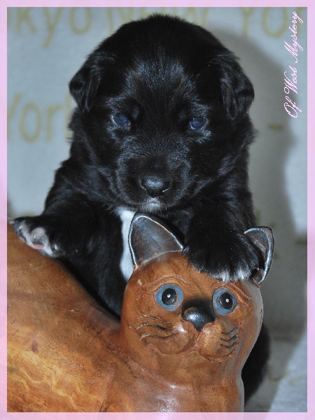 Hogwarts castle dite hestia Of West Mystery