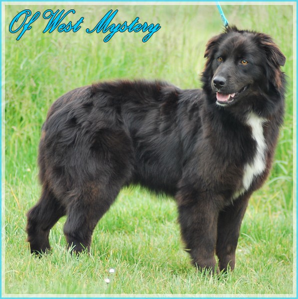 Hogwarts castle dite hestia Of West Mystery