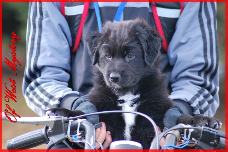 Hogwarts castle dite hestia Of West Mystery