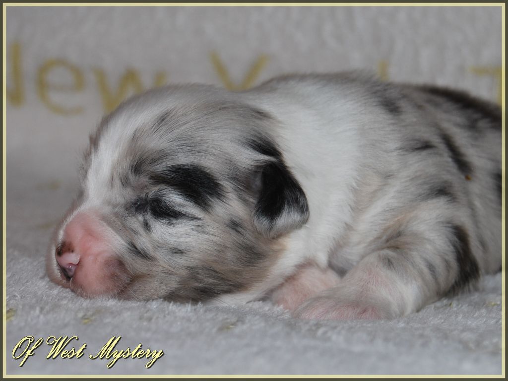 Publication : Of West Mystery Auteur : Du Temple d'Hatchepsout