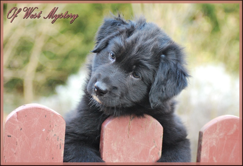 Hogwarts castle dite hestia Of West Mystery