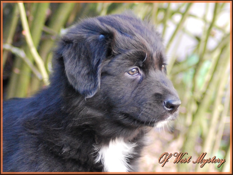 Hogwarts castle dite hestia Of West Mystery