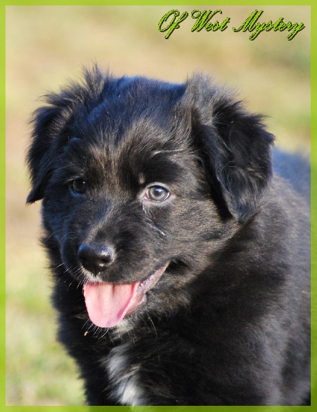 Hogwarts castle dite hestia Of West Mystery