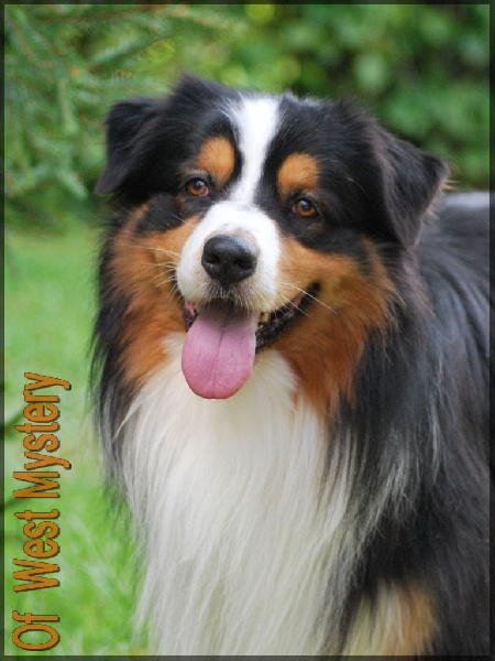 Publication : Of West Mystery Auteur : Of West Mystery