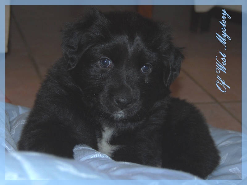 Hogwarts castle dite hestia Of West Mystery