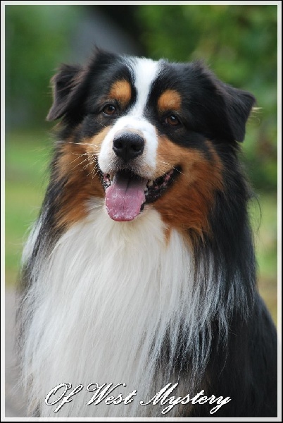 Publication : Of West Mystery Auteur : Of West Mystery