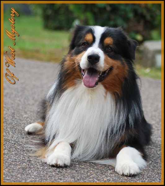 Publication : Of West Mystery Auteur : Of West Mystery