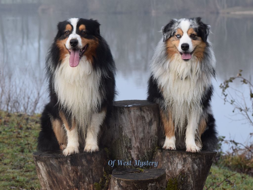 Publication : Of West Mystery Auteur : Of West Mystery